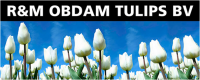 R&M Obdam tulips BV