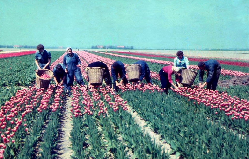 1967-oudeboerderij0026
